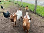 Dwerg geitjes, Dieren en Toebehoren, Schapen, Geiten en Varkens