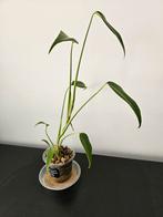Monstera burle marx flame, Ophalen, Overige soorten, Minder dan 100 cm