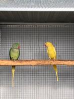 Wildkleur split lutino x lutino  Alexanders 2025, Dieren en Toebehoren, Vogels | Parkieten en Papegaaien, Mannelijk, Parkiet, Geringd