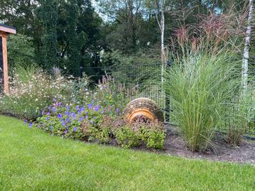 Aangeboden: pollen miscanthus gracillimus, siergras beschikbaar voor biedingen
