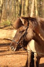 Karlslund IJslander hoofdstel, Dieren en Toebehoren, Paarden en Pony's | Hoofdstellen en Tuigage, Nieuw, Overige soorten, Ophalen of Verzenden