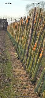 Appelhout op stam, Tuin en Terras, Haardhout, 6 m³ of meer, Ophalen of Verzenden, Overige houtsoorten, Stammen