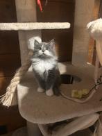 Fantastische Maine coon Kittens, Dieren en Toebehoren, Katten en Kittens | Overige Katten, Meerdere dieren, 0 tot 2 jaar