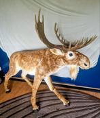 Levensgrote Eland voor decoratie of etalage ( kerst), Verzamelen, Ophalen, Zo goed als nieuw, Hert