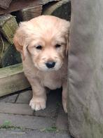 Mooie Golden retriever pups, Dieren en Toebehoren, Honden | Retrievers, Spaniëls en Waterhonden, Golden retriever, 8 tot 15 weken
