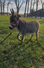 Mini Mediterrane miniatuur ezel merrie met stamboek, Dieren en Toebehoren, Mei, Vrouwelijk