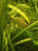 uitgelecteerde gele garnalen, Dieren en Toebehoren, Vissen | Aquariumvissen, Kreeft, Krab of Garnaal