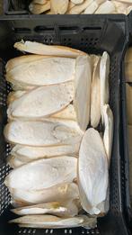 Sepia xl 2 kilo, Ophalen of Verzenden