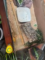 75% superdwarf retic, Slang, Tam, 0 tot 2 jaar