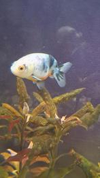 Ranchu goudvis, Dieren en Toebehoren, Vissen | Aquariumvissen, Vis