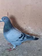 Postduif doffer., Dieren en Toebehoren, Vogels | Duiven, Mannelijk, Postduif
