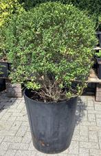 Ilex crenata in pot, Ophalen, Hulst, Struik, Minder dan 100 cm