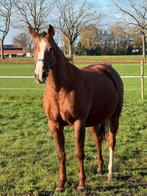 Te koop KWPN drachtige Fokmerrie Douglas x Indoctro, Dieren en Toebehoren, Merrie