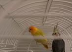 Mooi kleur Dwergpapegaai te koop incl met kooi erbij, Dieren en Toebehoren, Vogels | Parkieten en Papegaaien, Geslacht onbekend