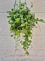 Dischidia pectenoides XXL p17, Ophalen of Verzenden, Overige soorten, Minder dan 100 cm