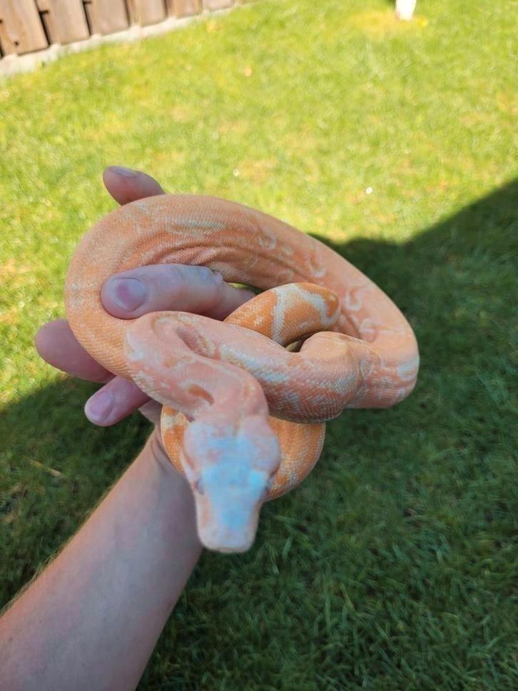 Sunglow het anery Kahl line Boa constrictor imperator vrouw, Dieren en Toebehoren, Reptielen en Amfibieën, Slang, 0 tot 2 jaar