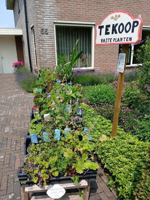 vaste planten, Tuin en Terras, Planten | Bomen, Overige soorten, Minder dan 100 cm, Volle zon, Zomer, In pot, Ophalen