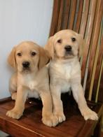 Labrador pups, Dieren en Toebehoren, Honden | Retrievers, Spaniëls en Waterhonden, CDV (hondenziekte), 8 tot 15 weken, Labrador retriever