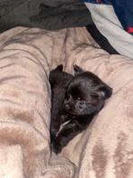 Pomchi pups, Overige rassen, 8 tot 15 weken, Meerdere, Meerdere dieren