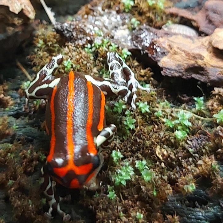 Ranitomeya sirensis 'Quimpichari', prachtige rode lamasi's, Dieren en Toebehoren, Reptielen en Amfibieën, Amfibie, 0 tot 2 jaar