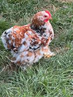 Cochin kriel haantjes porselein, Dieren en Toebehoren, Pluimvee, Mannelijk, Kip