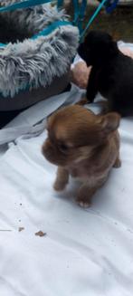 Langharig choco-tan chihuahua reutje., Dieren en Toebehoren, Honden | Chihuahua's en Gezelschapshonden, Reu, CDV (hondenziekte)