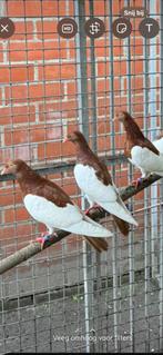 Eksterduiven van 2025, Dieren en Toebehoren, Vogels | Duiven, Meerdere dieren