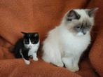 Kruising Ragdoll kittens, 9 weken, Dieren en Toebehoren, Katten en Kittens | Overige Katten, Meerdere dieren, Langharig, 0 tot 2 jaar