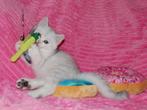 Help mijn poes is zwanger ....wat nu ??, Poes, 0 tot 2 jaar