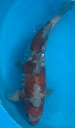 Bijzondere Doitsu ochiba, kweker Maruhiro, nisai, 44 cm, Karper of Koi
