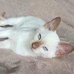 Lief Tonkanees kitten zoekt gouden mandje, Dieren en Toebehoren, Katten en Kittens | Raskatten | Korthaar, Kater, Gechipt, 0 tot 2 jaar