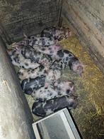 Pitrain big biggen varken varkens mest biggen, Dieren en Toebehoren, Schapen, Geiten en Varkens, Meerdere dieren, Varken