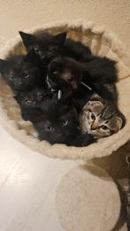 British Shorthair/Europese Tabby Korthaar kitten, Kater, Gechipt, 0 tot 2 jaar