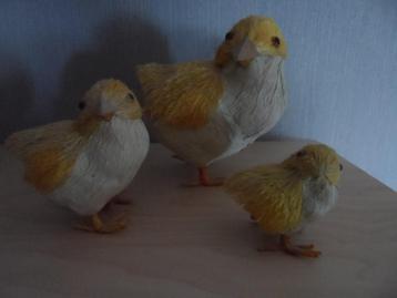 KUIKENTJES beschikbaar voor biedingen