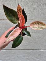 Philodendron Pink Birkin p10, meerdere vergelijkbare exempla, Huis en Inrichting, Kamerplanten, Ophalen of Verzenden, Overige soorten