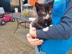 Boerderij kittens, Dieren en Toebehoren, Katten en Kittens | Overige Katten, Meerdere dieren