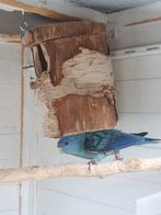 Catharina parkiet pop, Dieren en Toebehoren, Vogels | Overige Vogels, Meerdere dieren, Tropenvogel, Geringd