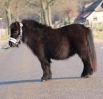 Te koop 7 super knappe shetlander en een welsh ruin, Ruin, A pony (tot 1.17m), Recreatiepony, Gechipt