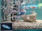 Labidochromis Caeruleus Nkali White Malawi Cichliden, Dieren en Toebehoren, Vissen | Aquariumvissen, Zoetwatervis, Vis