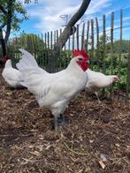 Poulle de bress haan, Dieren en Toebehoren, Pluimvee, Mannelijk, Kip