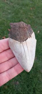 Megalodon haaientand fossiel uit Indonesië, Ophalen of Verzenden, Fossiel