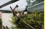 TE RUIL Koppel onverwante geringde roodoor buulbuuls van 25, Dieren en Toebehoren, Meerdere dieren