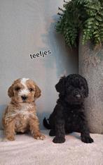 Australian labradoodle pups mini 40 cm, Dieren en Toebehoren, Overige rassen, Meerdere, Meerdere dieren, Nederland