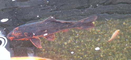 Koi Karper zwart oranje, Dieren en Toebehoren, Vissen | Vijvervissen, Karper of Koi