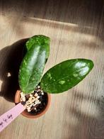 Hoya Sp. Gayo, Ophalen, Overige soorten, Minder dan 100 cm