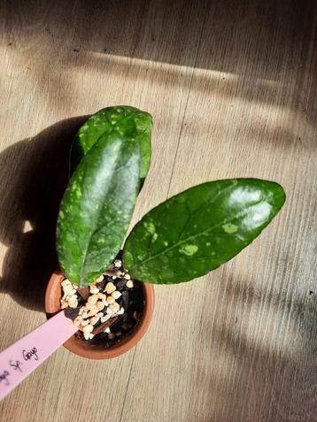 Hoya Sp. Gayo beschikbaar voor biedingen