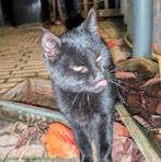Zwart poesje, Dieren en Toebehoren, Katten en Kittens | Overige Katten, Poes, Kortharig, 0 tot 2 jaar