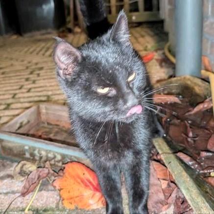 Zwart poesje, Dieren en Toebehoren, Katten en Kittens | Overige Katten, Kortharig, Poes, 0 tot 2 jaar