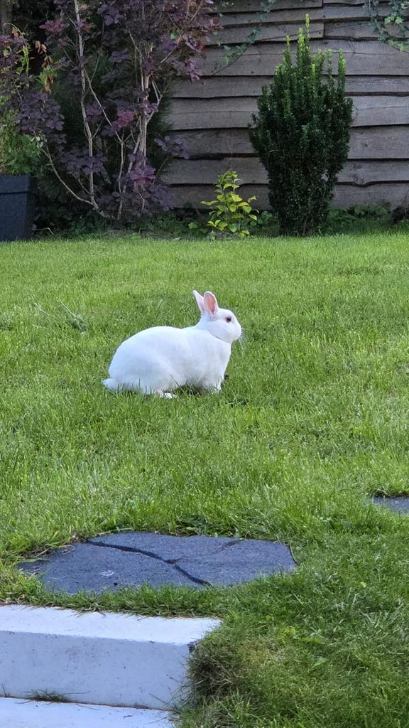Dwerg konijn wit, Dieren en Toebehoren, Konijnen, Dwerg, Meerdere dieren