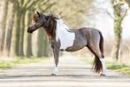 Te koop ! Onwijs lieve leergierige knappe mini, Dieren en Toebehoren, Pony's, Merrie, 0 tot 2 jaar